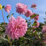 Pink Dahlia 2 Pink Dahlia 2